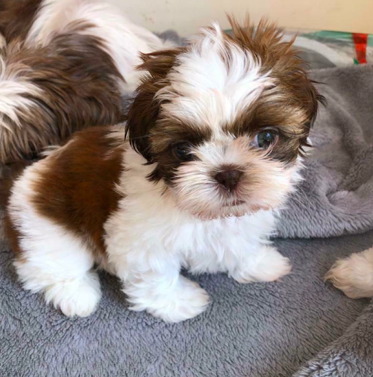 SHIH <br>TZU PUPPIES <br>FOR SALE