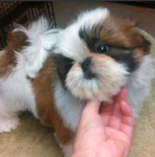 SHIH <br>TZU PUPPIES <br>FOR SALE