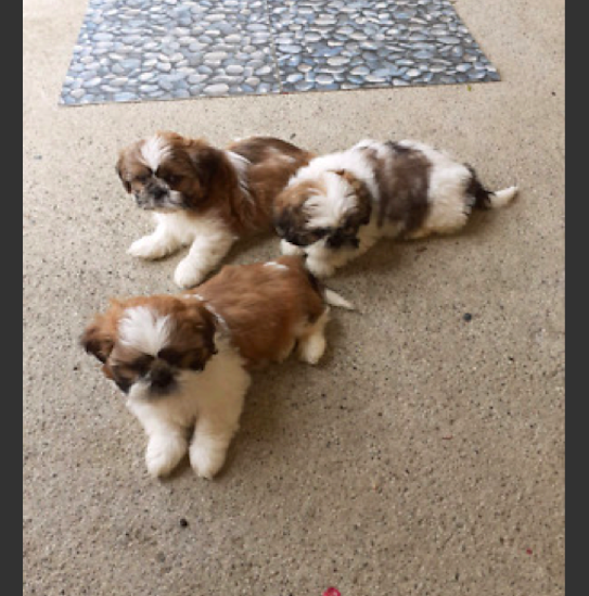 SHIH <br>TZU PUPPIES <br>FOR SALE