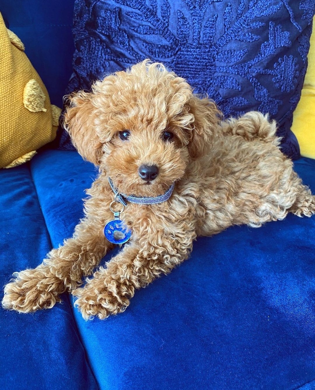 Caran <br>Toy Poodle Puppy<br> for sale